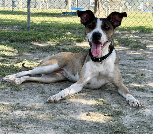 ANGEL, an adoptable Rat Terrier in Conroe, TX