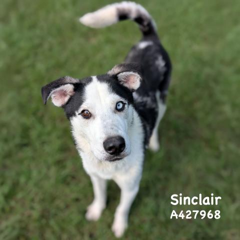SINCLAIR