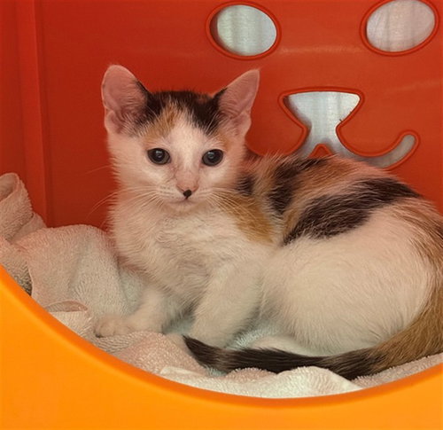 PING, an adoptable Domestic Short Hair in Conroe, TX