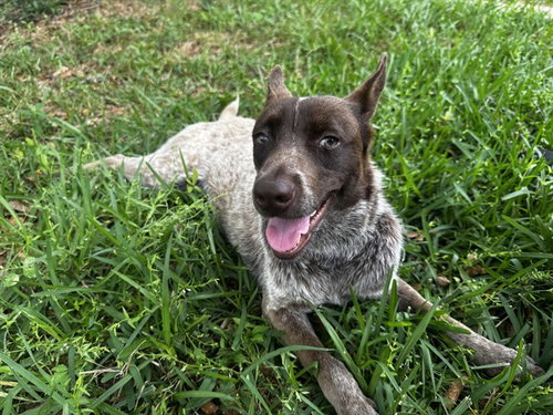 COCOA, an adoptable Australian Cattle Dog in Conroe, TX
