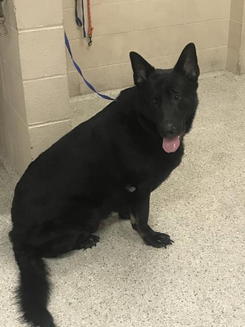 AMIGO, an adoptable German Shepherd Dog in Conroe, TX