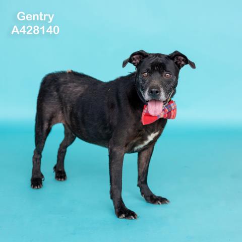 GENTRY