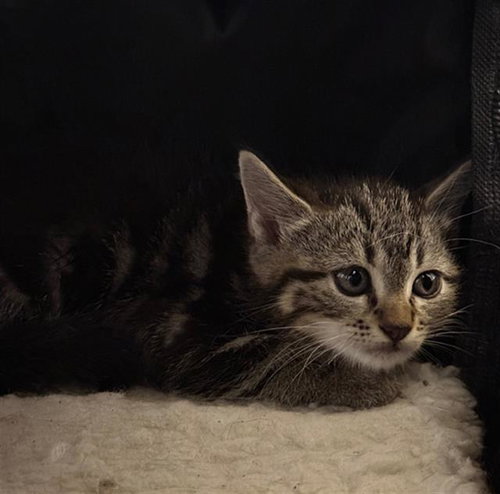 MIRANDA, an adoptable Domestic Short Hair in Conroe, TX