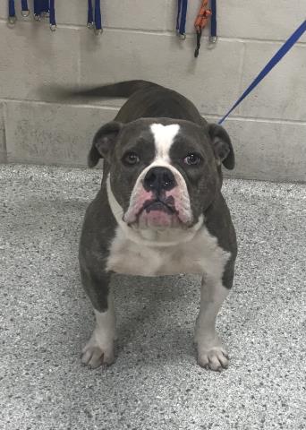 BINKY, an adoptable English Bulldog in Conroe, TX