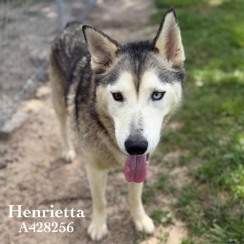 HENRIETTA