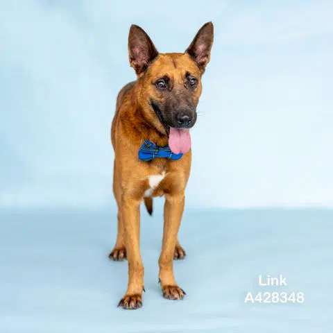 Link - German Shepherd Dog