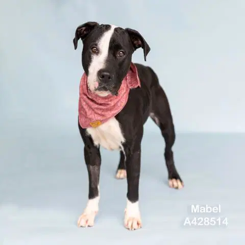 Mabel - American Pit Bull Terrier
