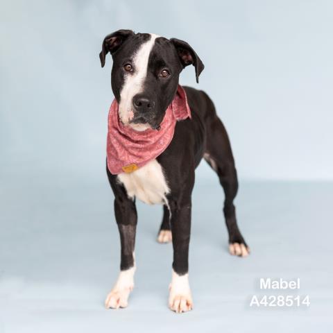 MABEL, an adoptable American Pit Bull Terrier in Conroe, TX