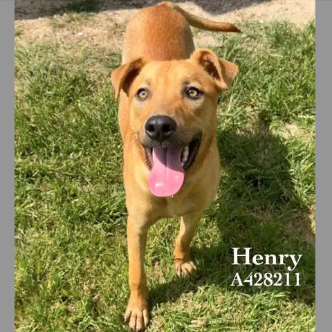 Henry - Labrador Retriever