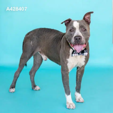 Tommy - Pit Bull Terrier