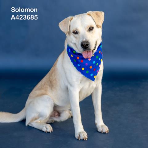 SOLOMON