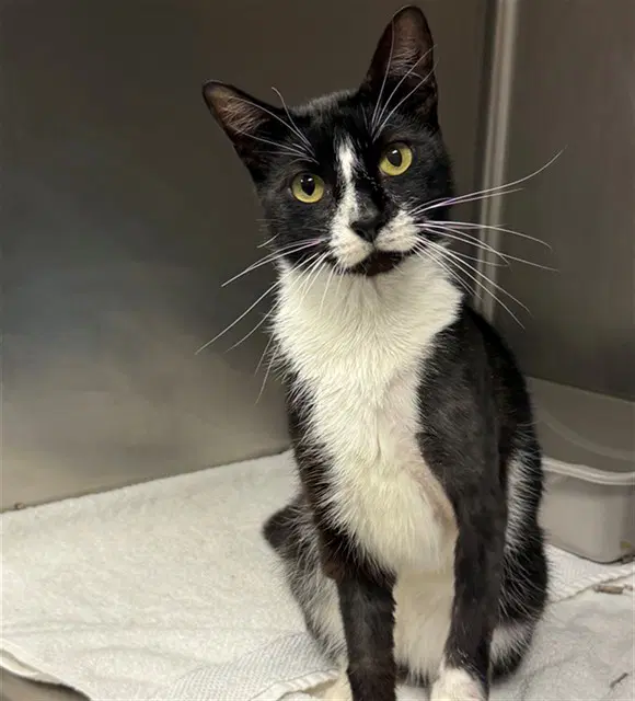 Bruce Wayne - Domestic Short Hair