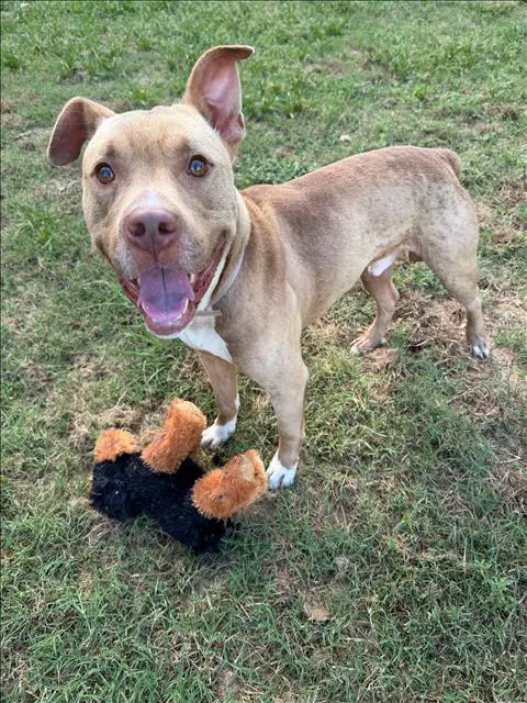 Toby - American Pit Bull Terrier