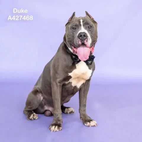 Duke - Pit Bull Terrier