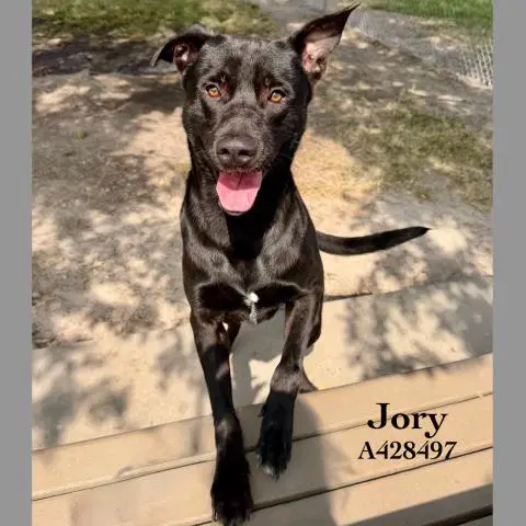 Jory image 1
