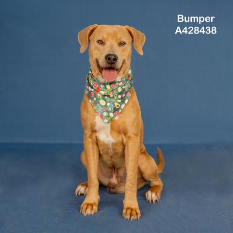 BUMPER