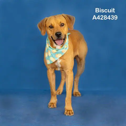 Biscuit - Labrador Retriever