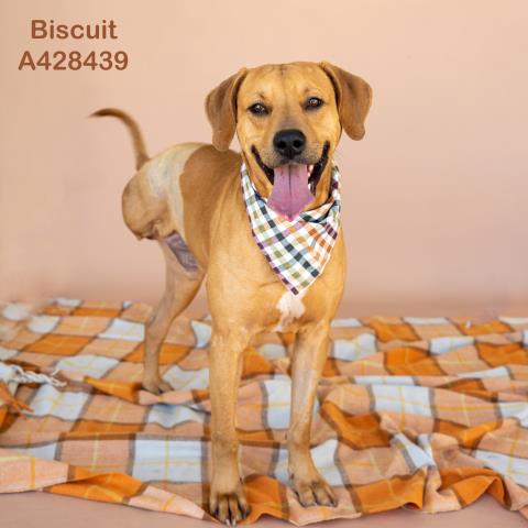 BISCUIT