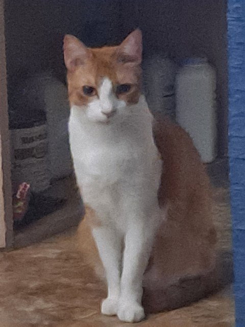 JINBIN, Adult Domestic Short Hair (medium coat), cat for adoption in Conroe, Texas