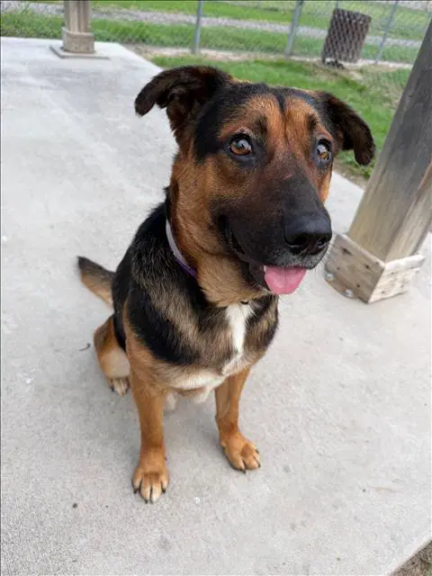 Little Boy - German Shepherd Dog