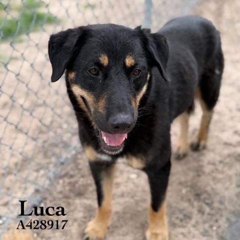 LUCA