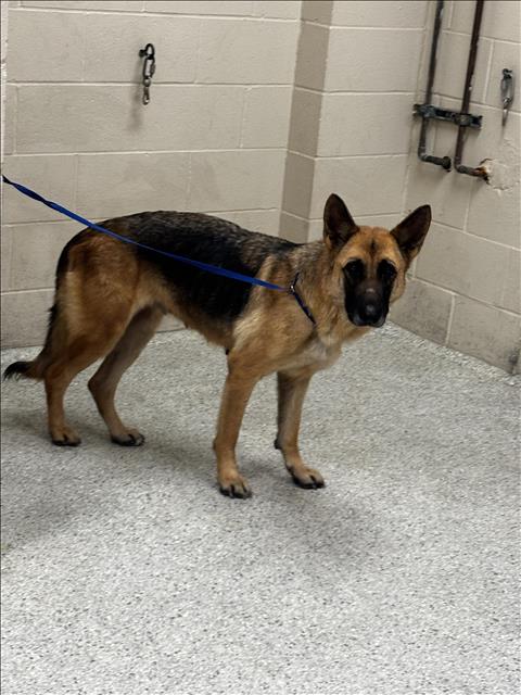 NOVA