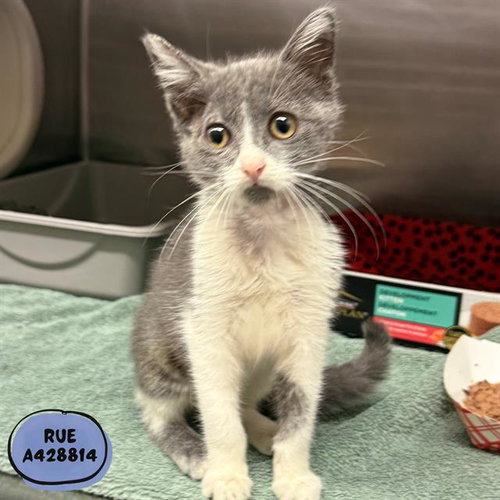 RUE, Baby Domestic Short Hair (medium coat), cat for adoption in Friendswood, Texas