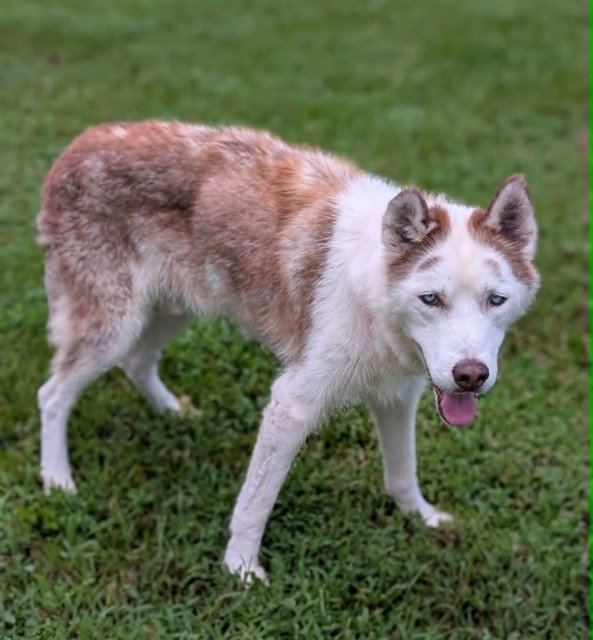SHILOH