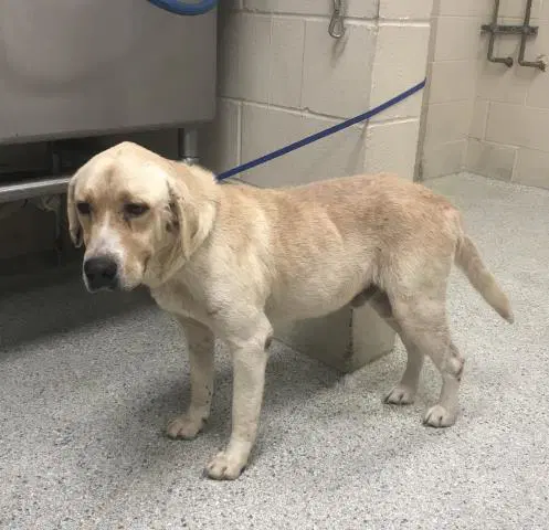 Max - Labrador Retriever