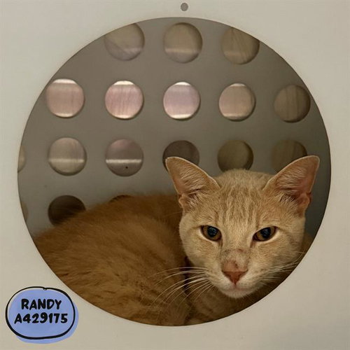 RANDY, Adult Domestic Short Hair (medium coat), cat for adoption in Friendswood, Texas