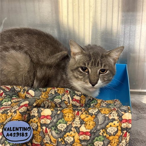 VALENTINO, Adult Domestic Short Hair (medium coat), cat for adoption in Friendswood, Texas
