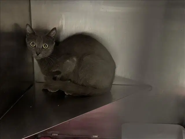 Unknown - Domestic Short Hair