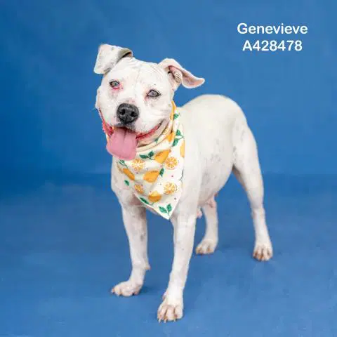 Genevieve - Pit Bull Terrier
