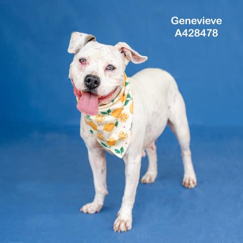 GENEVIEVE