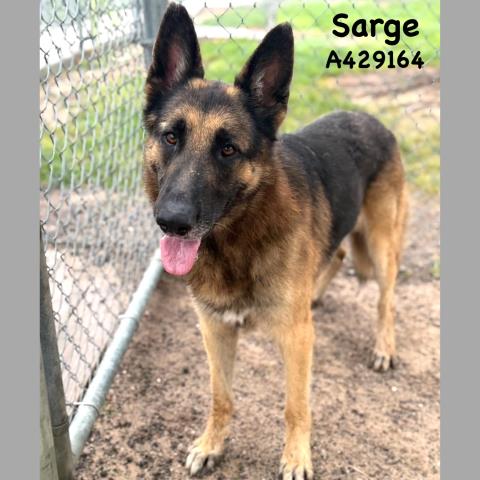 SARGE