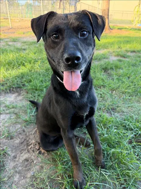 Carl - Labrador Retriever