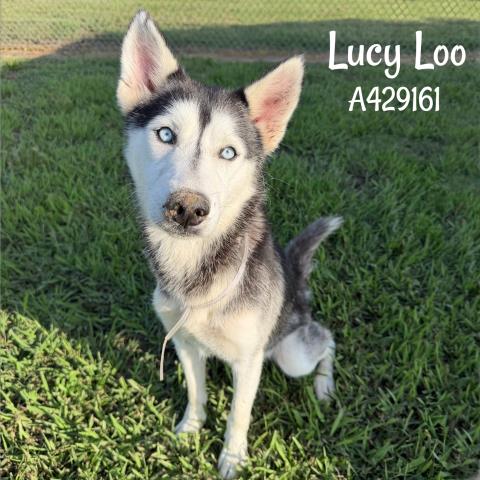 LUCY-LOO