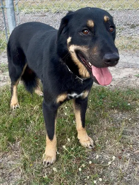 Robin - German Shepherd Dog