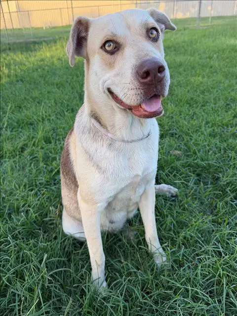 Solana - Labrador Retriever
