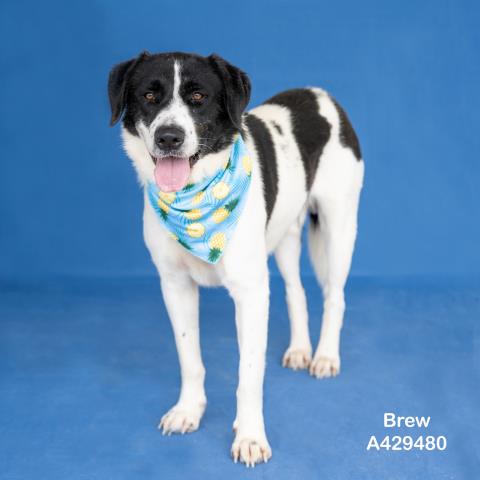 BREW, an adoptable Labrador Retriever in Conroe, TX