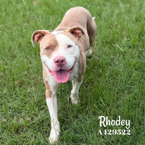 RHODEY, an adoptable Pit Bull Terrier in Conroe, TX