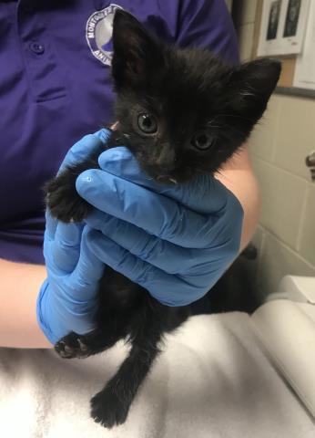 A428123, Baby Domestic Short Hair (medium coat), cat for adoption in Huntsville, Texas