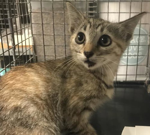 A429715, Baby Domestic Short Hair (medium coat), cat for adoption in Huntsville, Texas