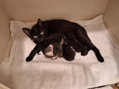 A427487, Adult Domestic Short Hair (medium coat), cat for adoption in Huntsville, Texas