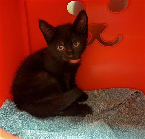 RUDDER, an adoptable Domestic Short Hair in Conroe, TX