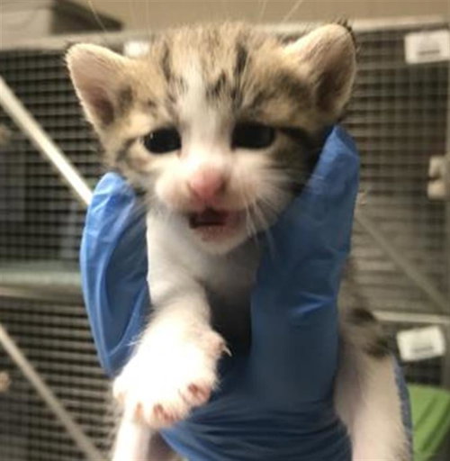 A428060, Baby Domestic Short Hair (medium coat), cat for adoption in Huntsville, Texas