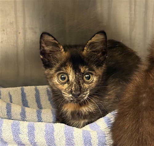 STRAWBERRY, Baby Domestic Short Hair (medium coat), cat for adoption in Huntsville, Texas