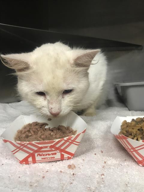 MR. BANANA BREAD, Adult Siamese (medium coat), cat for adoption in Huntsville, Texas