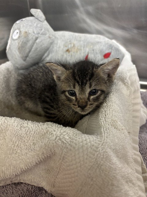 NELLIE, Baby Domestic Short Hair (medium coat), cat for adoption in Conroe, Texas