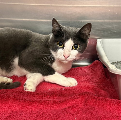 MANDO, Adult Domestic Short Hair (medium coat), cat for adoption in Conroe, Texas